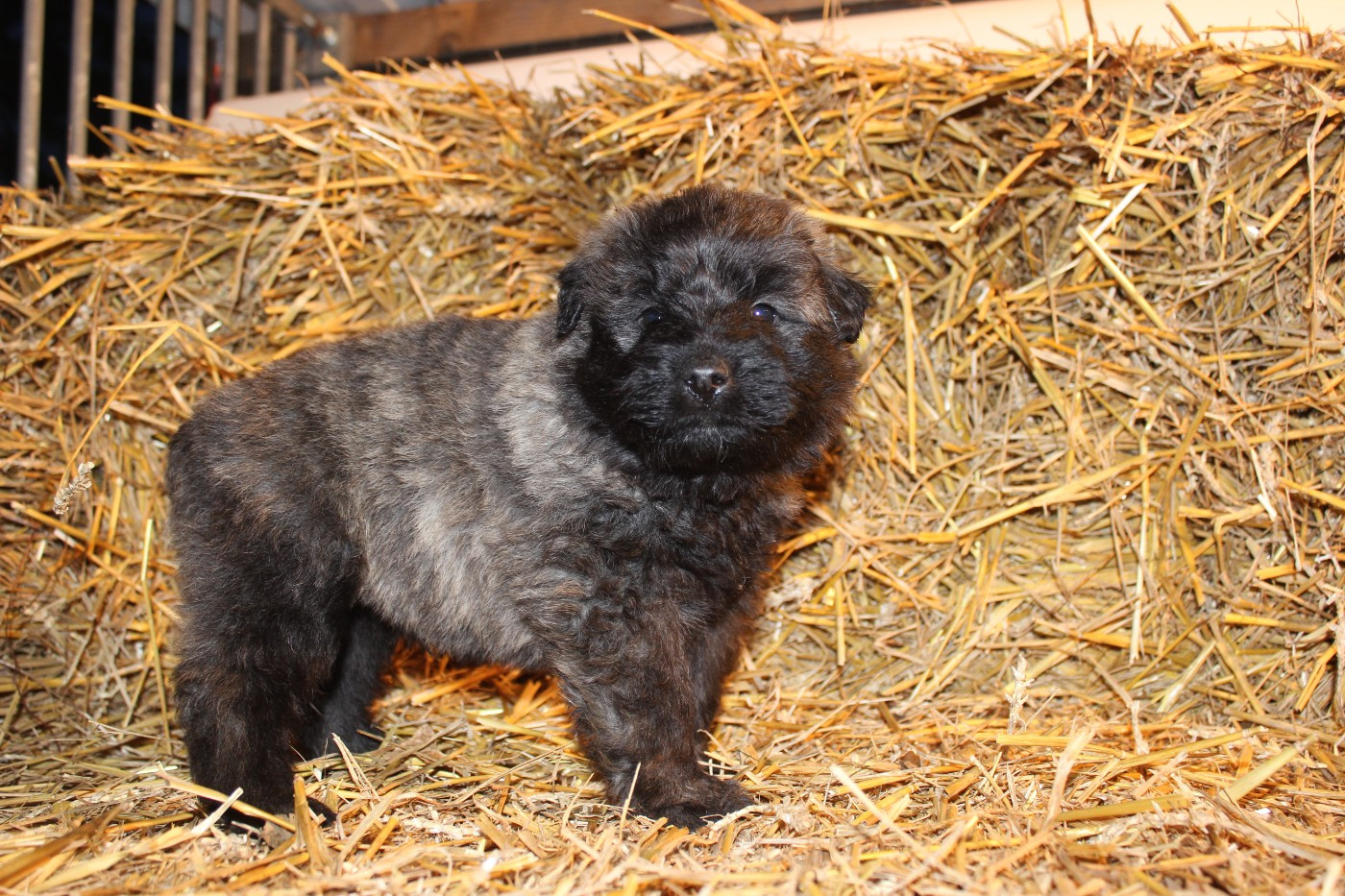 De La Vallée De La Lacquette - Chiots disponibles - Bouvier des Flandres