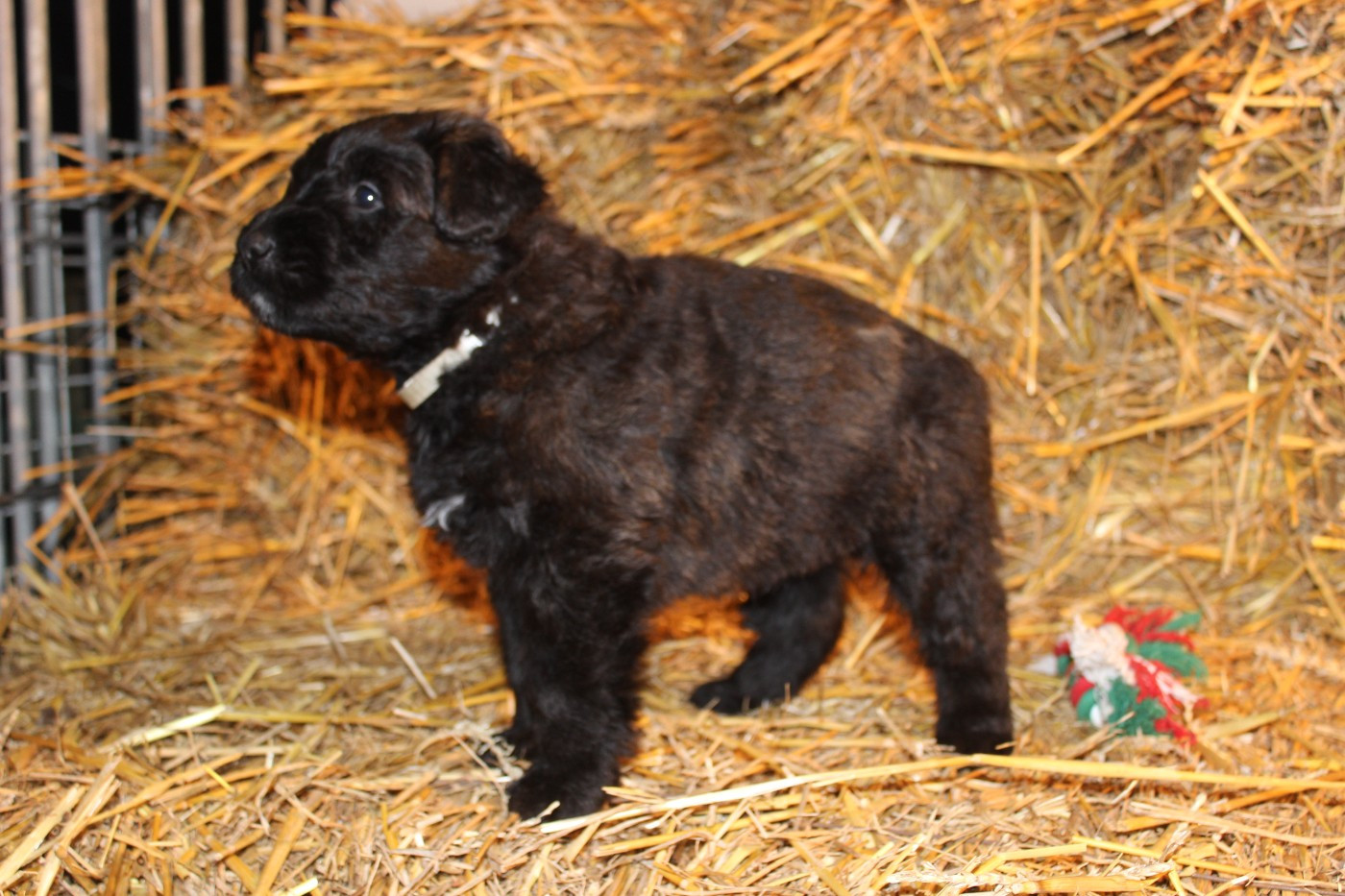 De La Vallée De La Lacquette - Chiots disponibles - Bouvier des Flandres