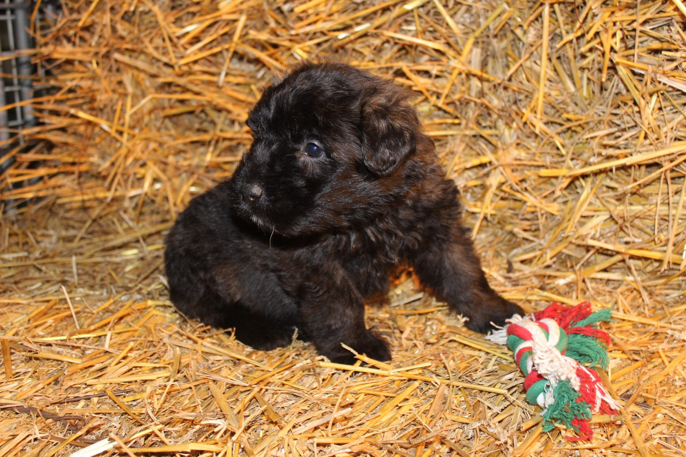 De La Vallée De La Lacquette - Chiots disponibles - Bouvier des Flandres