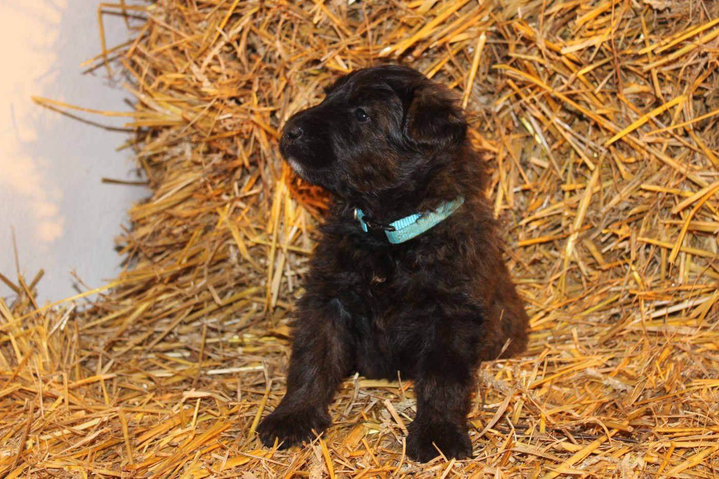 De La Vallée De La Lacquette - Chiots disponibles - Bouvier des Flandres
