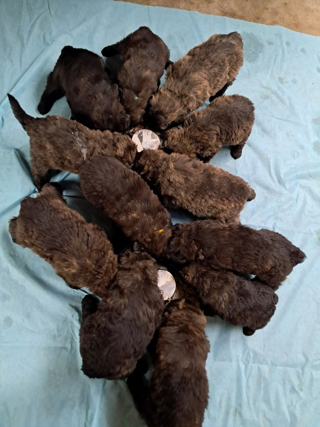 De La Vallée De La Lacquette - Bouvier des Flandres - Portée née le 07/11/2025